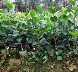嫁接油茶(岑溪軟枝2號、岑溪軟枝3號)